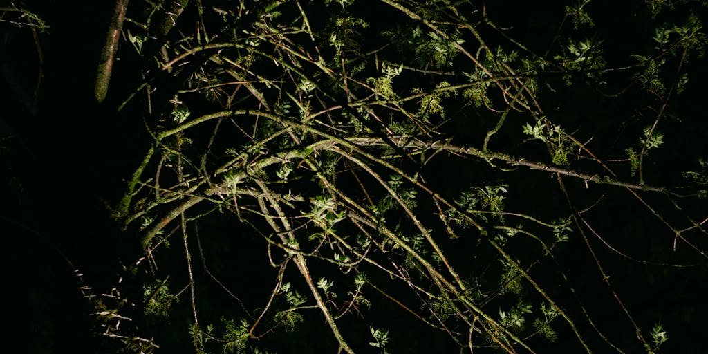 A time-lapse photo sequence showing a sapling growing into a mature, strong tree over a long period. The initial frame shows the small sapling, and the final frame shows a large, established tree with deep roots and lush foliage. The background remains consistent throughout, perhaps a field or forest. This visually represents the long-term, enduring nature of evergreen content in marketing, highlighting its ability to grow and remain relevant over time. The focus is on the growth and stability of the tree, symbolizing the lasting value of evergreen marketing strategies.