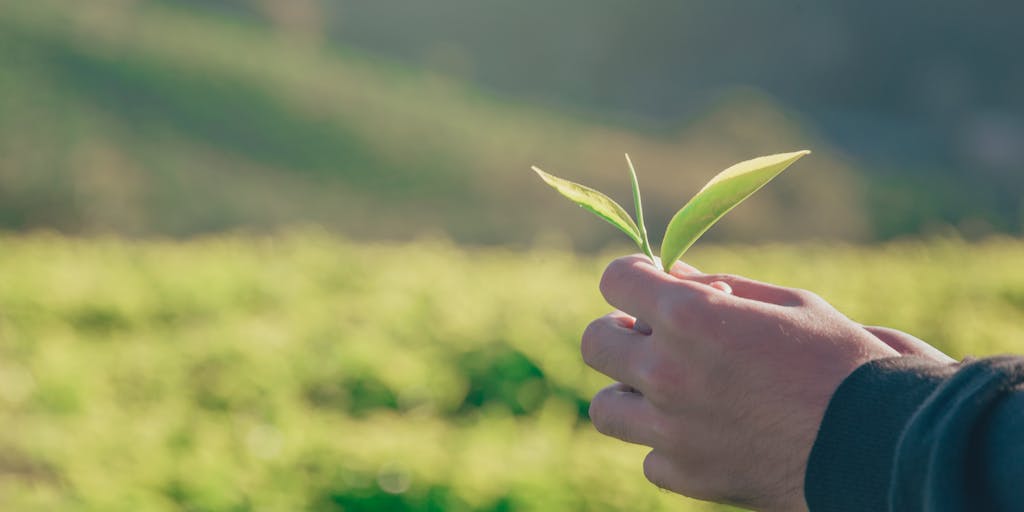 A close-up shot of a hand firmly planting a small sapling in fertile soil. The background is slightly blurred, showing a vast, open field under a bright, hopeful sky. The focus is on the act of planting, symbolizing the nurturing and growth aspect of leadership. The quote, 'A leader is best when people barely know he exists, when his work is done, his aim fulfilled, they will say: we did it ourselves.' (Lao Tzu) could be subtly overlaid or incorporated as a caption. The image should evoke a sense of quiet strength and long-term vision.