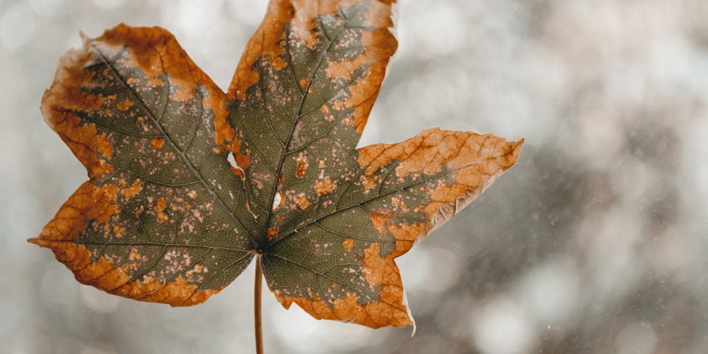 A close-up shot of a single, perfectly formed raindrop on a leaf, with a blurred background of many other raindrops. The focus is sharp on the single drop, symbolizing the 'sample' being analyzed, while the blurred background represents the larger 'population'. The lighting should be soft and natural, highlighting the delicate nature of the sample and the vastness of the whole. This visually represents the concept of a sample size calculator helping to determine how many of the 'many' you need to accurately understand the 'whole'.