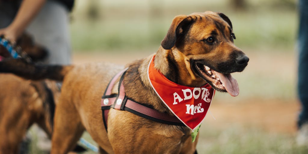 An engaging photo of a group of diverse pet owners gathered at a park, sharing their experiences with Chewy products. Each person holds a sign with their favorite Chewy item, creating a sense of community and shared love for pets, while showcasing the brand's inclusivity and customer loyalty.