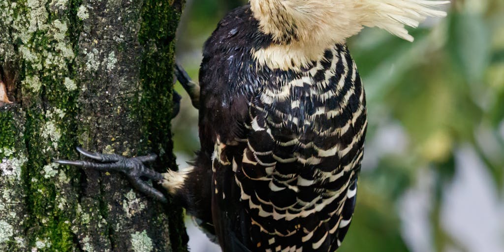 A close-up shot of a woodpecker pecking at a tree trunk, with the focus on the intricate details of its feathers and the texture of the bark. The background is softly blurred to emphasize the woodpecker's vibrant colors and the action of pecking.