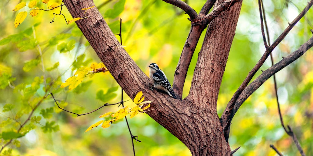 An artistic composition featuring a woodpecker perched on a branch, surrounded by autumn leaves. The warm colors of the leaves contrast with the woodpecker's plumage, creating a visually striking image that captures the essence of fall.