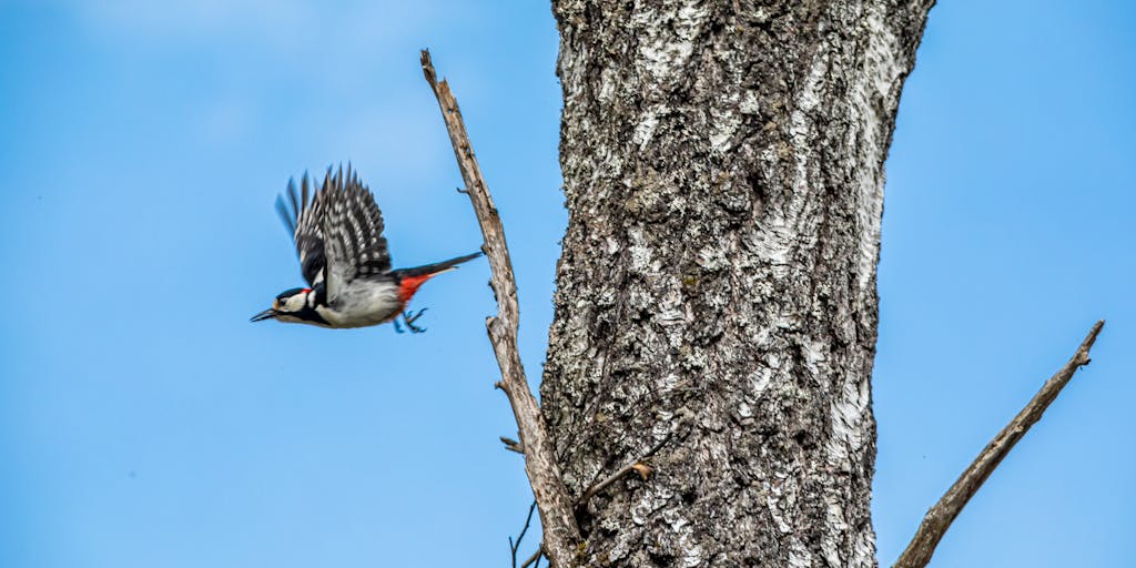 A dynamic shot of a woodpecker in mid-flight, wings spread wide, as it approaches a tree. The image captures the motion and energy of the bird, with a blurred background to convey speed and agility, symbolizing the idea of a 'review' in action.