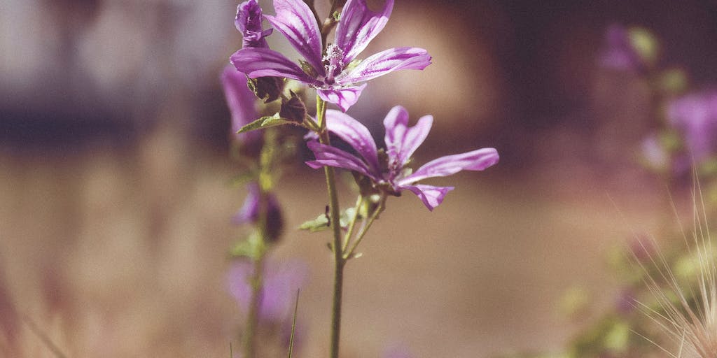 A serene landscape featuring a vast field of blooming lavender under a clear blue sky, with a digital overlay of pricing tags in various sizes and colors, symbolizing the concept of 'Lavender AI Pricing'. The tags can include playful fonts and icons representing technology and finance.