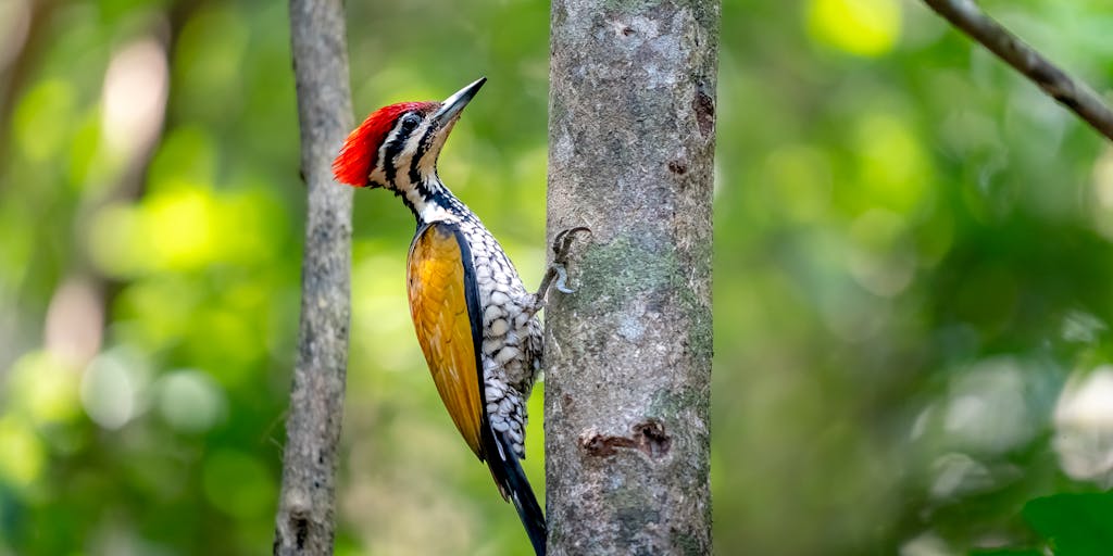 An artistic representation of a woodpecker flying with a scroll of paper in its beak, which has pricing details printed on it. The background features a bright blue sky with fluffy clouds, symbolizing the idea of sending emails. This image captures the essence of communication and the woodpecker's role in it.