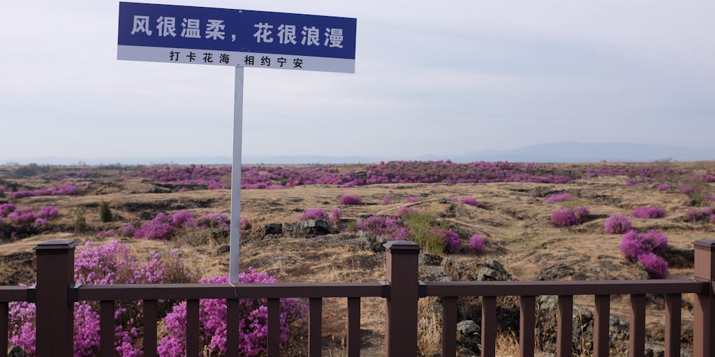 A close-up shot of a rustic wooden sign with the words 'Lavender Pricing' hand-painted in elegant script. The sign is surrounded by blooming lavender fields, with soft sunlight filtering through the flowers, creating a dreamy atmosphere. The focus is on the sign, with the lavender in the background slightly blurred to emphasize the pricing theme.
