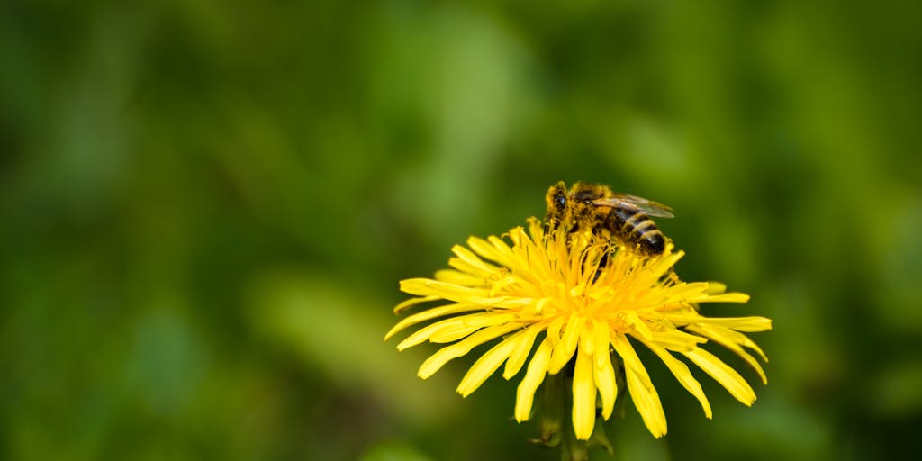 A split-screen image showing two bees, one representing SocialBee and the other representing Publer. Each bee is surrounded by their respective branding elements, such as logos and color schemes. The background features a vibrant garden, symbolizing growth and social media engagement.