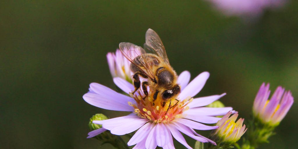 An artistic representation of a bee (symbolizing FeedHive) buzzing around a colorful flower garden, while a sleek, digital interface representing Zoho Social is depicted in the background. The bee is collecting nectar, symbolizing how FeedHive gathers social media insights, while the digital interface showcases analytics and metrics.