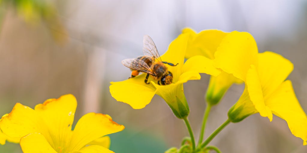 A split-screen image showing two vibrant hives, one labeled 'FeedHive' and the other 'SocialBee'. Each hive is bustling with cartoon bees, where the FeedHive side has bees collecting colorful flowers (representing content) and the SocialBee side has bees sharing honey (representing engagement). The background is a sunny meadow to evoke a sense of productivity and creativity.