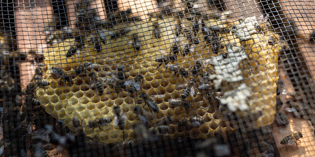 A split-screen image showing two vibrant hives, one labeled 'SocialBee' and the other 'FeedHive'. Each side features bees working diligently, with SocialBee's side showcasing colorful flowers and social interactions, while FeedHive's side displays a more structured, tech-oriented environment with digital screens and analytics. The contrast highlights the different approaches of the two platforms.