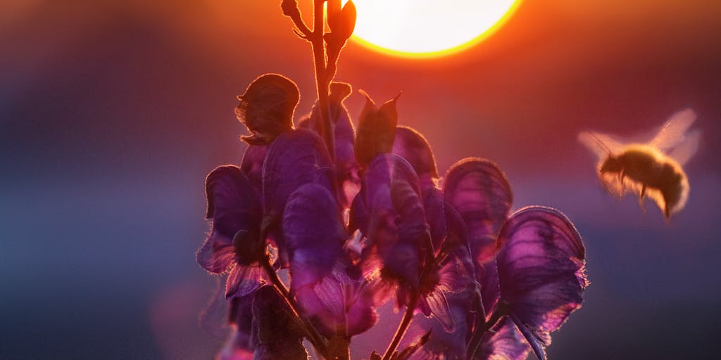An artistic representation of a bee and a colorful vista landscape. The bee symbolizes SocialBee, while the vista represents Vista Social. The bee is hovering over a blooming flower in the foreground, while the background features a stunning sunset over rolling hills, symbolizing growth and engagement.